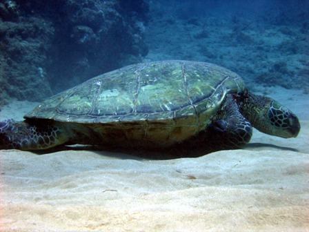 Green sea turtle sunbathing on the sand, Maui 2006.